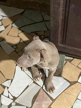 Filhote de Pitbull Cinza