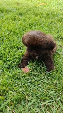 Shih Tzu filhote disponível