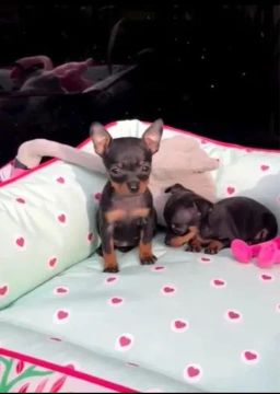 Lindos filhotes de Pinscher