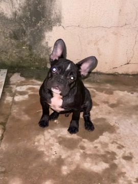 Buldogue francês para cruzar 