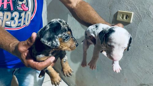 Filhotes de Teckel Dachshund