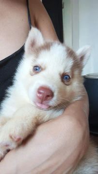 Filhote Husky Siberiano