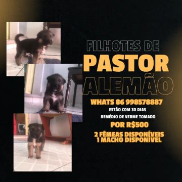 Filhotes de Pastor Alemão 2 Femeas 1 Macho