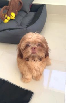 Filhote de Shih Tzu
