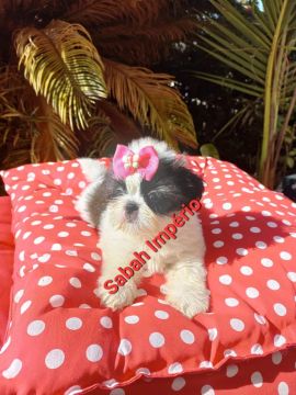 Filhote shih tzu femea