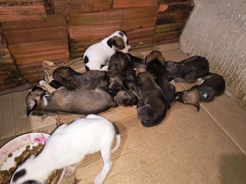 Filhotes de cachorro para adoção