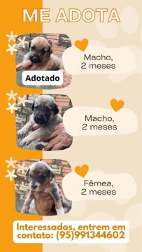 Filhotes de cachorro para adoção
