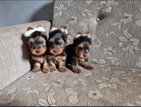 Yorkshire Terrier Filhotes vão ficar com as orelhinhas de pé 
