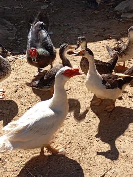 Casal de patos e marrecos150,00 e gansos 500,00 o casal,00