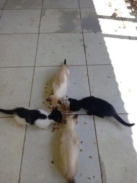 Estou doando esses gatinhos