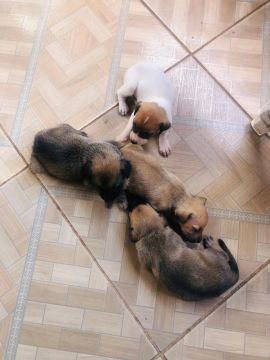 Cachorrinhos pra doação 