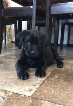 Labrador à venda