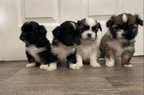 Filhotes Shih Tzu Lindos e Dóceis 