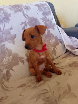 Cachorrinha Pincher fêmea pra vende logo 