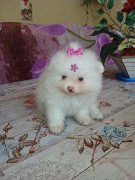 Linda filhote fêmea branca de Spitz Alemão