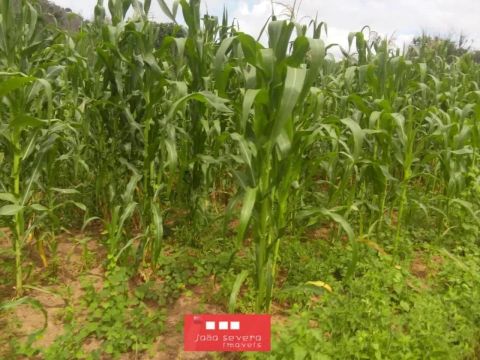 Fazenda para Venda em São Braz do Piauí