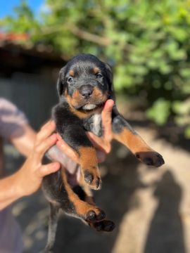 Filhote de rottweiler 