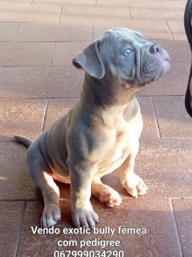 Exotic bully fêmea filhote