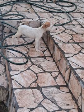 Filhote de Pitbull