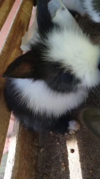 Coelhinho fofinho para venda