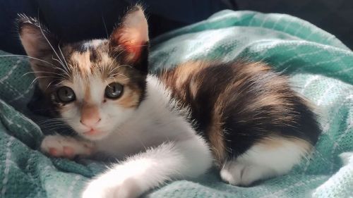 Gatinha fofa disponível para adoção