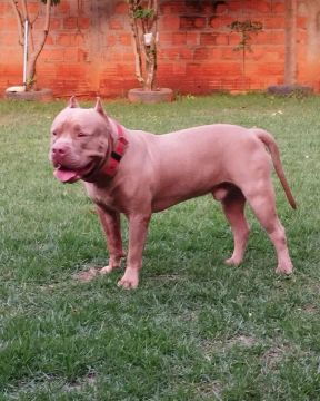 American Bully Pit Monster