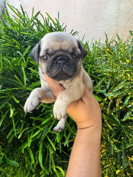 Mini Pug 