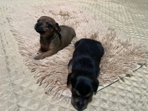 Dois filhotes de Pinscher n01