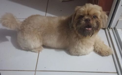 Shih Tzu Fofo à Procura de uma namorada 