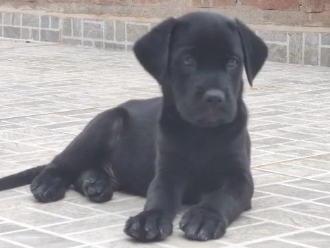 filhote machinho preto labrador