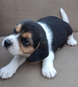 Beagle