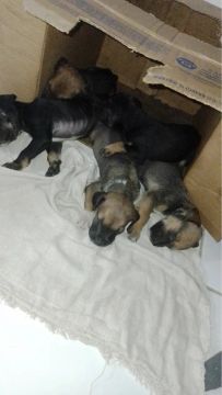Filhotes de cachorro para adoção