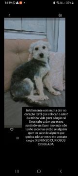 Doação de cachorrinho super fofinho e se dar super bem com outros animais e crianças