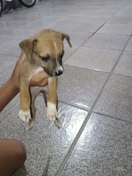 Filhote de cachorro para adoção