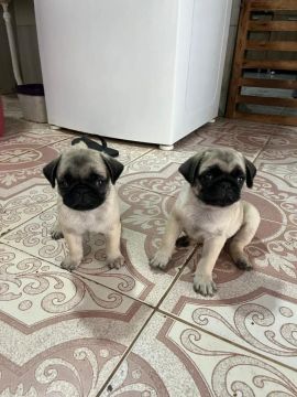 filhotes de Pug