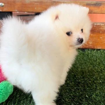 Spitz Alemão macho e fêmea 