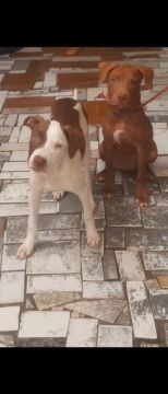 Dois filhotes de cachorro para adoção