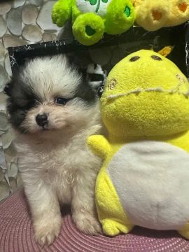 Spitz