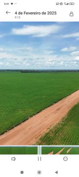 Fazenda arrendamento 700hect. Região SINOP, MT.  Planta + de 15 anos tem ágio na descrição
