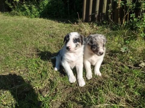 Filhotes de Border Collie maravilhosos - entre em contato 