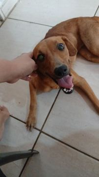 Cadela para adoção