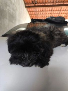 Filhote de Shih Tzu com pudo