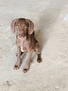 Filhote de cachorro