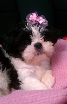 Shih Tzu Mini - Legítimas - Lindas Meninas Pronta Entrega!