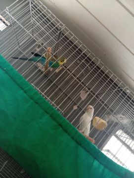 Gaiola