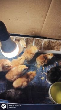 Lote com 10 pintinhos Rhode Island red 