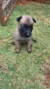 Filhote de Pastor Belga Malinois