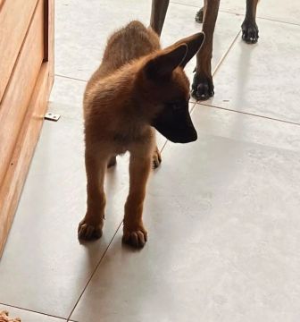 Pastor Malinois 
