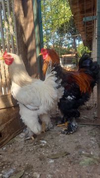Pintinhos de Brahma