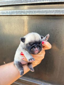 Filhote Pug - Lindíssimo